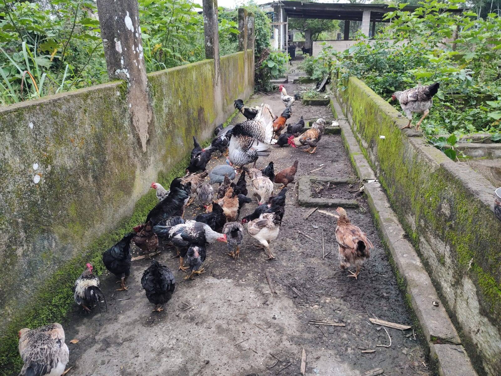 Chácara à venda com 3 quartos, 250m² - Foto 30